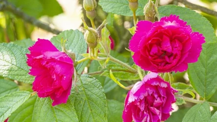 Do Europy róża pomarszczona trafiła pod koniec XVIII wieku jako ceniona roślina ozdobna