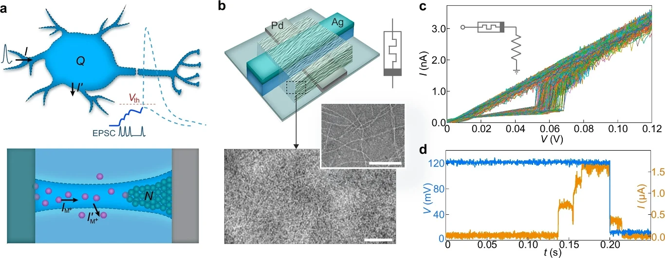 Schematyczna ilustracja neuronu i synapsy, diagramy struktury i działania sztucznego synapsopodobnego urządzenia na bazie nanodrutów oraz wykresy charakterystyki napięcia i natężenia prądu, a także zmiany potencjału podczas działania układu.