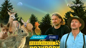 Praca filmowca przyrody to fascynujące, ale też trudne i wymagające zajęcie, które łączy pasję do natury z umiejętnościami technicznymi i cierpliwością