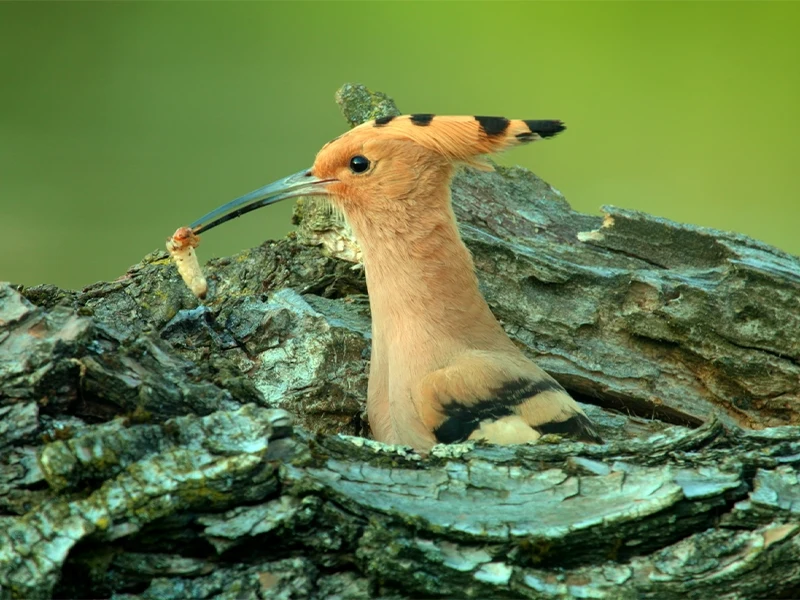 Dudek wyłaniający się z dziupli w drzewie z larwą owada w dziobie, otoczony naturalną korą i zielonym tłem.
