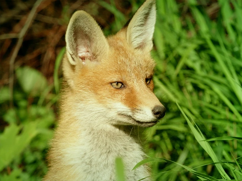Młody lis o rudym futrze patrzący w bok, otoczony gęstą zieloną trawą, w naturalnym oświetleniu słonecznym.