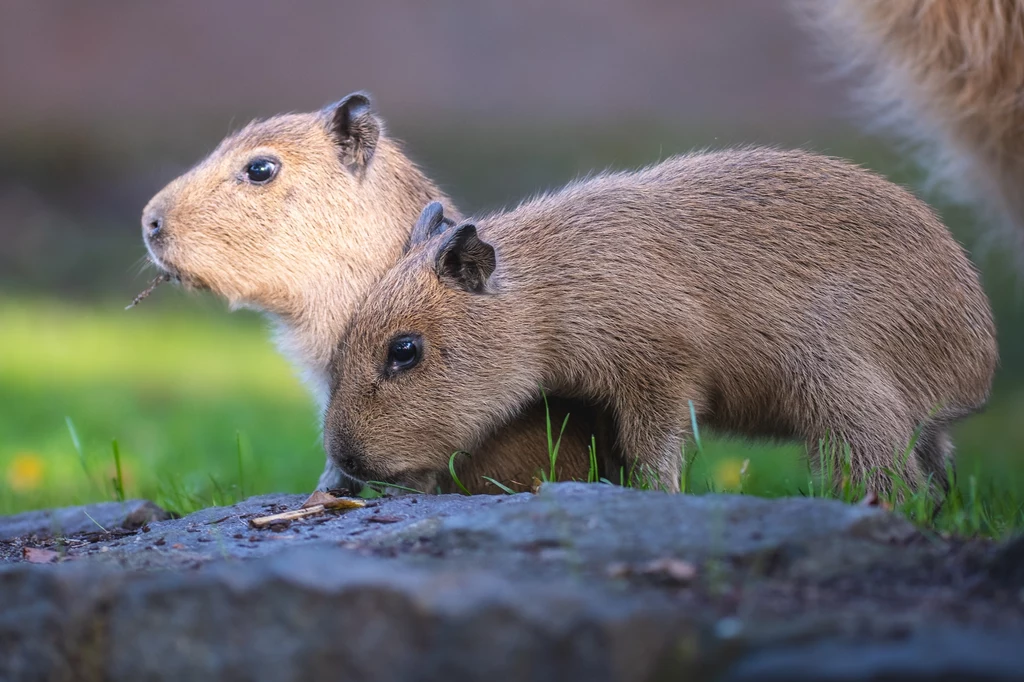 Kapibary urodzone niecały miesiąc temu w zoo 