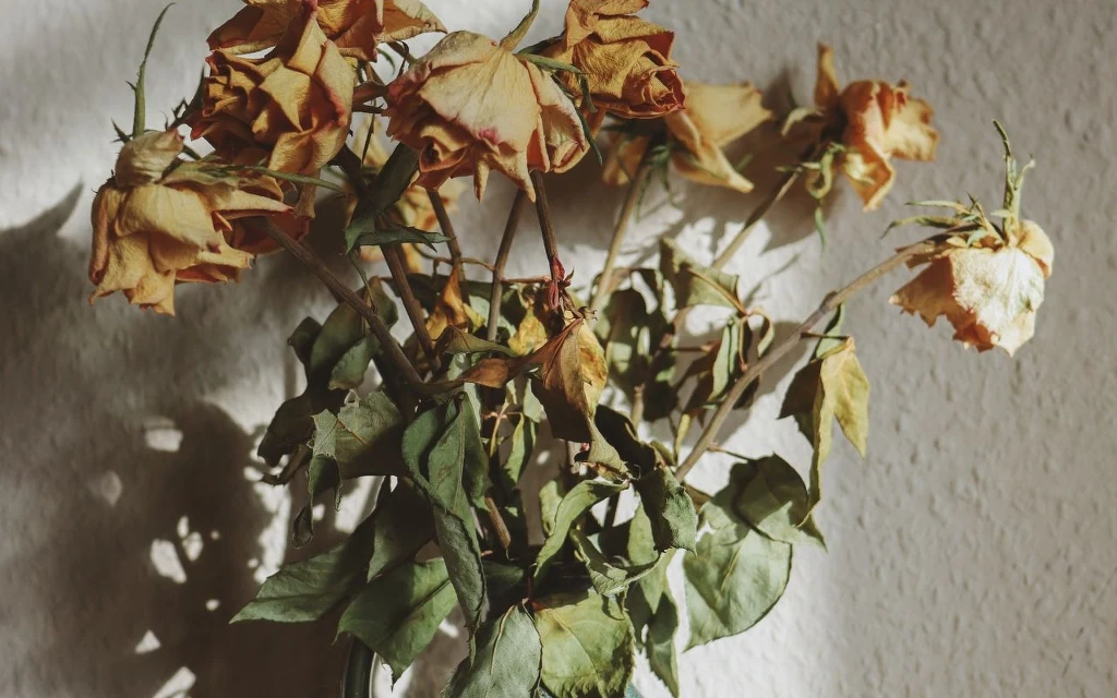 Przemija "termin ważności" kwiatów? Powiedz im: "do widzenia" Wazon z uschniętymi, zwiędłymi różami, których płatki i liście są wyraźnie suche i pożółkłe, ustawiony na tle jasnej ściany o delikatnej fakturze.