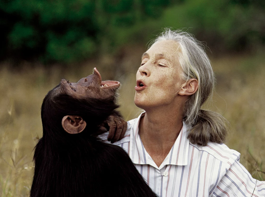 Jane Goodall była znana z opieki nad szympansami Starsza kobieta siedzi obok szympansa, który wydaje się być zrelaksowany i szczęśliwy obok niej, oboje mają otwarte usta w podobny sposób, co wyraża ich bliską relację i więź ze zwierzęciem, w tle rozmyta roślinność.