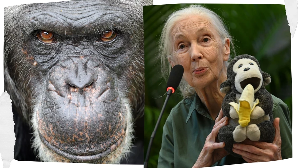 Jane Goodall była niezłomną badaczką szympansów Jane Goodall była niezłomną badaczką szympansów