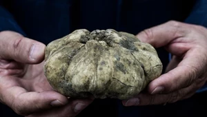 Ten grzyb to kulinarny diament. Ruszył sezon na jego poszukiwania