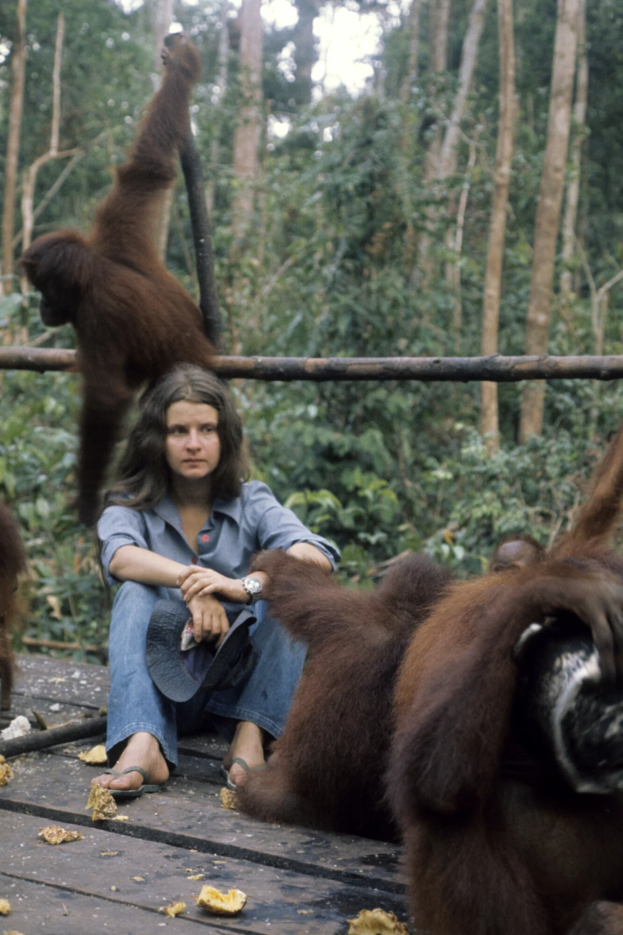 Młoda kobieta siedzi na drewnianym podwyższeniu pośród trzech orangutanów w tropikalnym lesie, zwierzęta swobodnie się poruszają wokół niej, a w tle widoczne są wysokie drzewa.