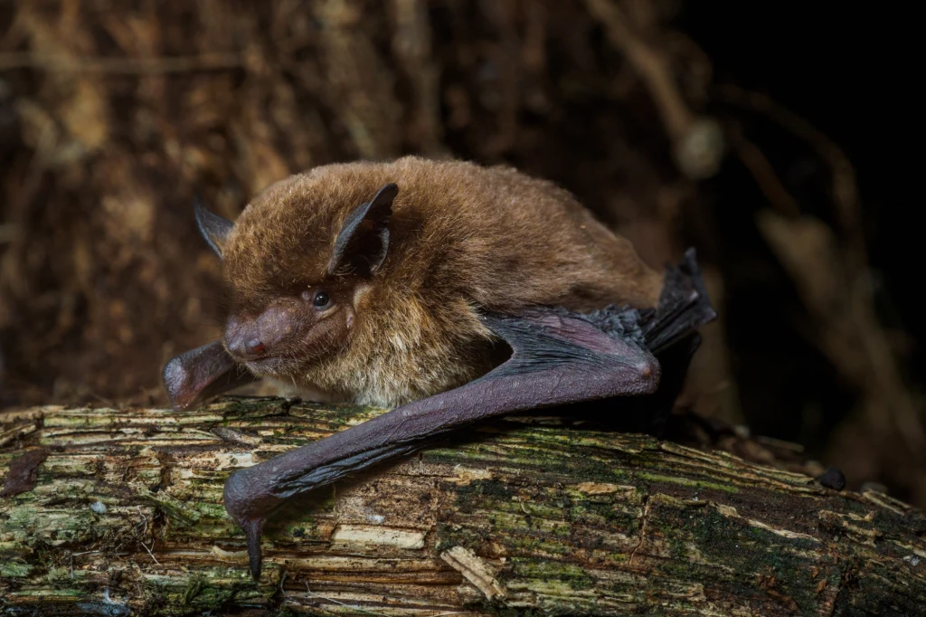 Nowoodkryty nietoperz Pippistrellus etula Nowoodkryty nietoperz Pippistrellus etula