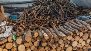 Chcesz pozyskać drewno na własną rękę? Leśnicy przypominają o samowyrobie