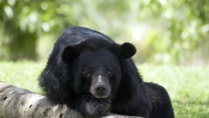 Polskie zoo przekazało smutne wieści. Była najstarsza w Europie