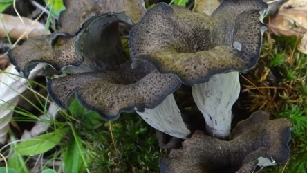 Lejkowiec dęty jest jadalnym grzybem o przyjemnym aromacie