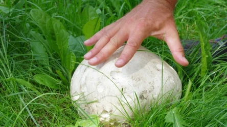 Czasznica olbrzymia to jeden z największych jadalnych grzybów, który znajdziemy w polskich lasach
