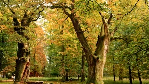 Rosną tu największe dęby w Europie. Na turystów czeka wyjątkowa atrakcja