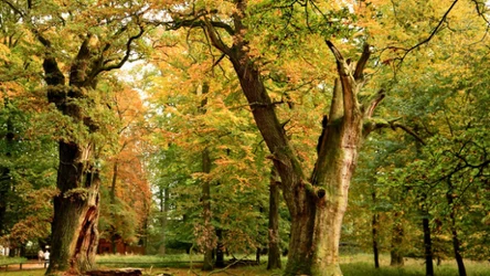 100-letnie dęby szypułkowe są unikatem. Kiedy odwiedzić Ivenacker Eichen? 