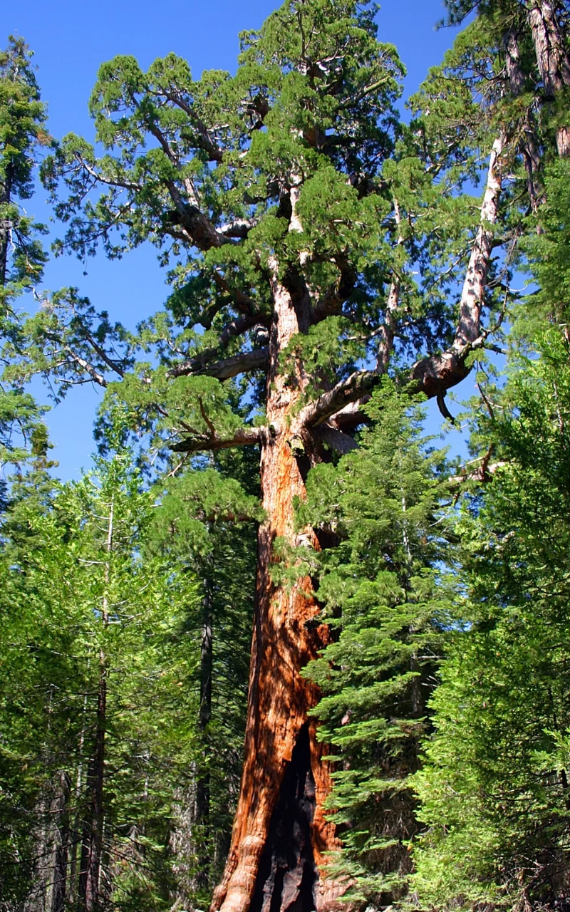 Grizzly Giant