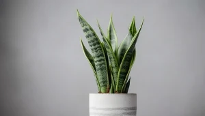 W październiku podlewaj sansewierię tą odżywką. Zrobisz ją z warzywa