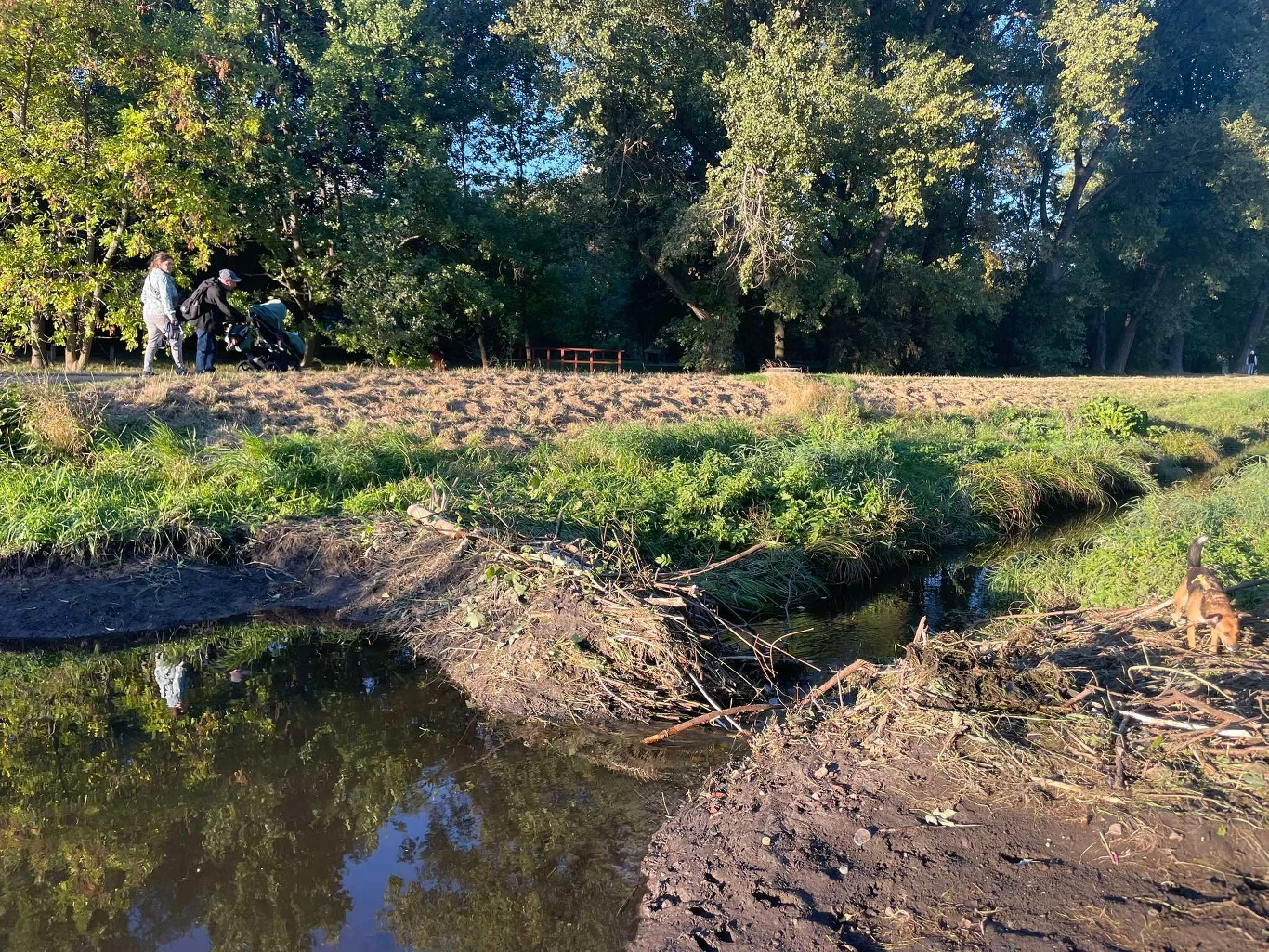 Zniszczona tama w Dolince Służewskiej Naturalny ciek wodny z płytką wodą i widocznym tamą z gałęzi. Na drugim planie kilka osób w odzieży terenowej, otoczone bujną roślinnością i drzewami w promieniach słońca.