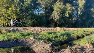 Urzędnicy zniszczyli tamy bobrów w Warszawie. Aktywiści nie kryją oburzenia