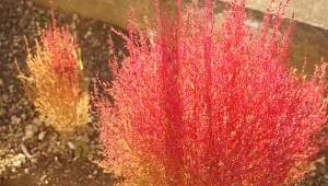 Równie piękna, a bardziej odporna niż wrzosy. Cieszy oko znacznie dłużej