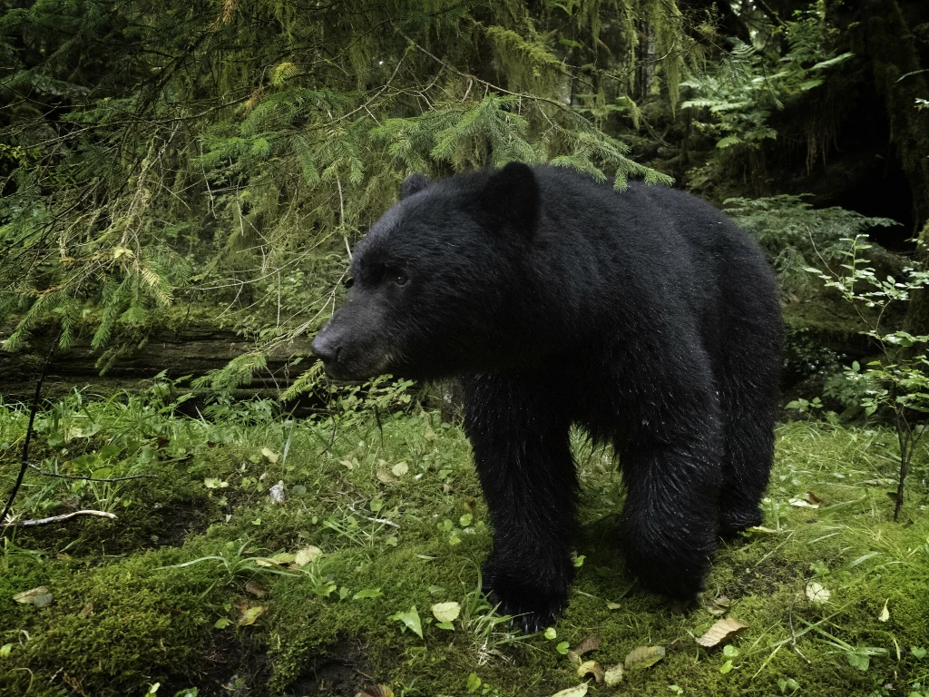 Niedźwiedź czarny to jedyny gatunek niedźwiedzia wciąż występujący w Arizonie