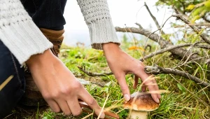 Nie jest trujący, ale zepsuje całe danie. W lesie omijaj go z daleka 