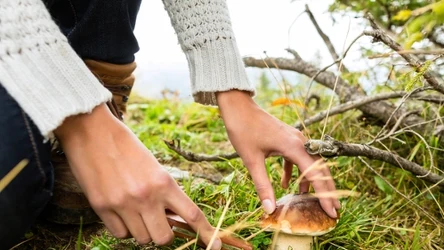 Tego grzyba nie pomyl z borowikiem, inaczej zrujnuje danie