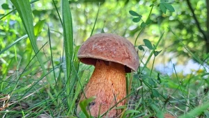 Te grzyby są pod ścisłą ochroną. Za zebranie możesz dostać wysoki mandat