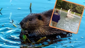 Bóbr utknął w fontannie igraszek. Przywędrował z polsko-rosyjskiej rzeki