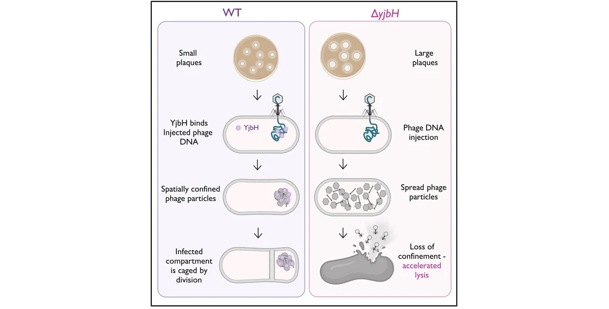 Bakterie bronią się, jak mogą. Dzielą swoją komórkę zaatakowaną przez bakteriofaga i pozbywają się zainfekowanej części Porównanie dwóch wariantów bakterii ilustrujące proces infekcji fagowej—po lewej ZD (małe plaki, ograniczone cząstki faga, compartmentalizacja), po prawej ΔyibH (duże plaki, rozprzestrzenianie cząstek faga, utrata compartmentu, przyspieszona liza).