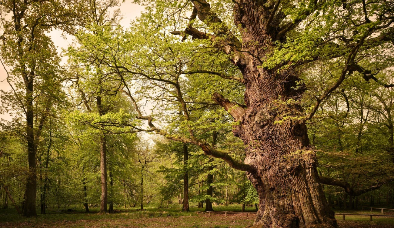 Park Ivenacker Eichen zachwyca odwiedzających 