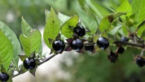 Jedna z najbardziej trujących roślin. Już kilka owoców to dawka śmiertelna