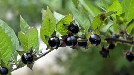 Pokrzyk wilcza jagoda jest trującą rośliną wykorzystywaną w medycynie