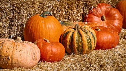 Największa dynia w Polsce urosła na Podkarpaciu. Ile ważyła?