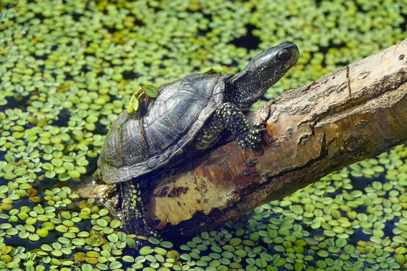 Żółw siedzący na kawałku kory unoszącym się na wodzie otoczonej licznymi zielonymi liśćmi roślin wodnych.