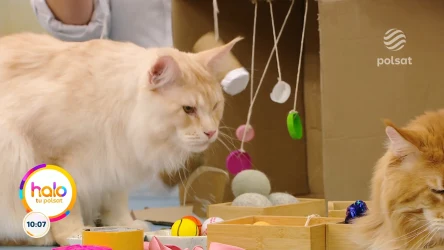 Kreatywne pomysły na zabawki dla dużych kotów, ekologicznie i bez wydatków