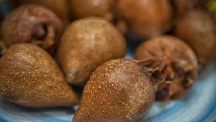 Nieszpułka ma smak szarlotki i wiele cennych właściwości dla zdrowia