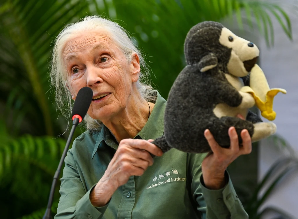 Jane Goodall podczas wykładów w Bombaju w Indiach