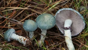 Ten grzyb wygląda jak z komiksu, a rośnie w Polsce. Tu można go znaleźć