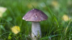 Grzyby koźlarze to najcenniejszy skarb lasu. Pewniaki na grzybobraniu