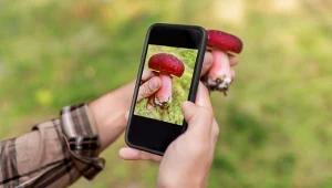 Grzybiarze alarmują. Aplikacje do rozpoznawania grzybów są zawodne