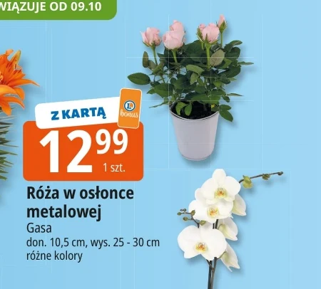 Роза Gasa