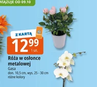 Роза Gasa