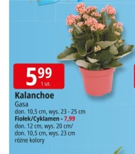 Kalanchoe Gasa