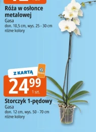 Орхідея Gasa