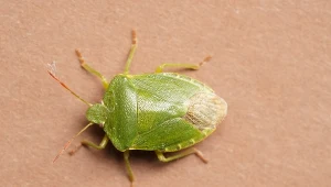 Zaskakująca przyczyna nieprzyjemnego zapachu w domu. Uważaj na pluskwiaka 