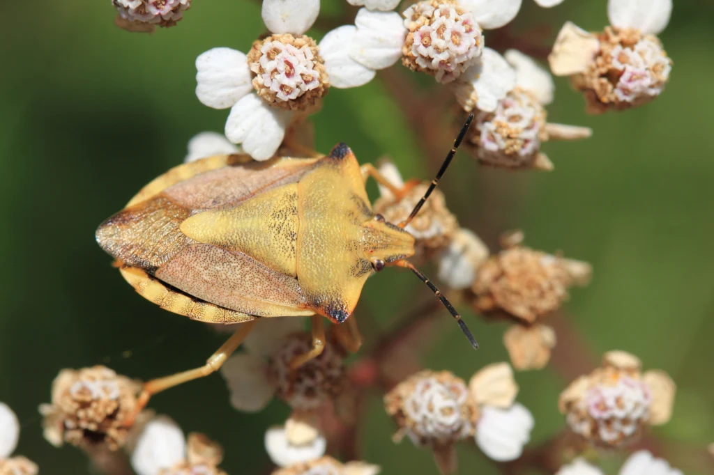 Jesienią odorek zieleniak zmienia kolor na rudawo-brunatny. Dzięki temu dalej wtapia się w tło Pluskwiak o żółto-brązowym grzbiecie siedzący na drobnych białych kwiatach, z widocznymi detalami pancerzyka i czułkami skierowanymi do przodu.