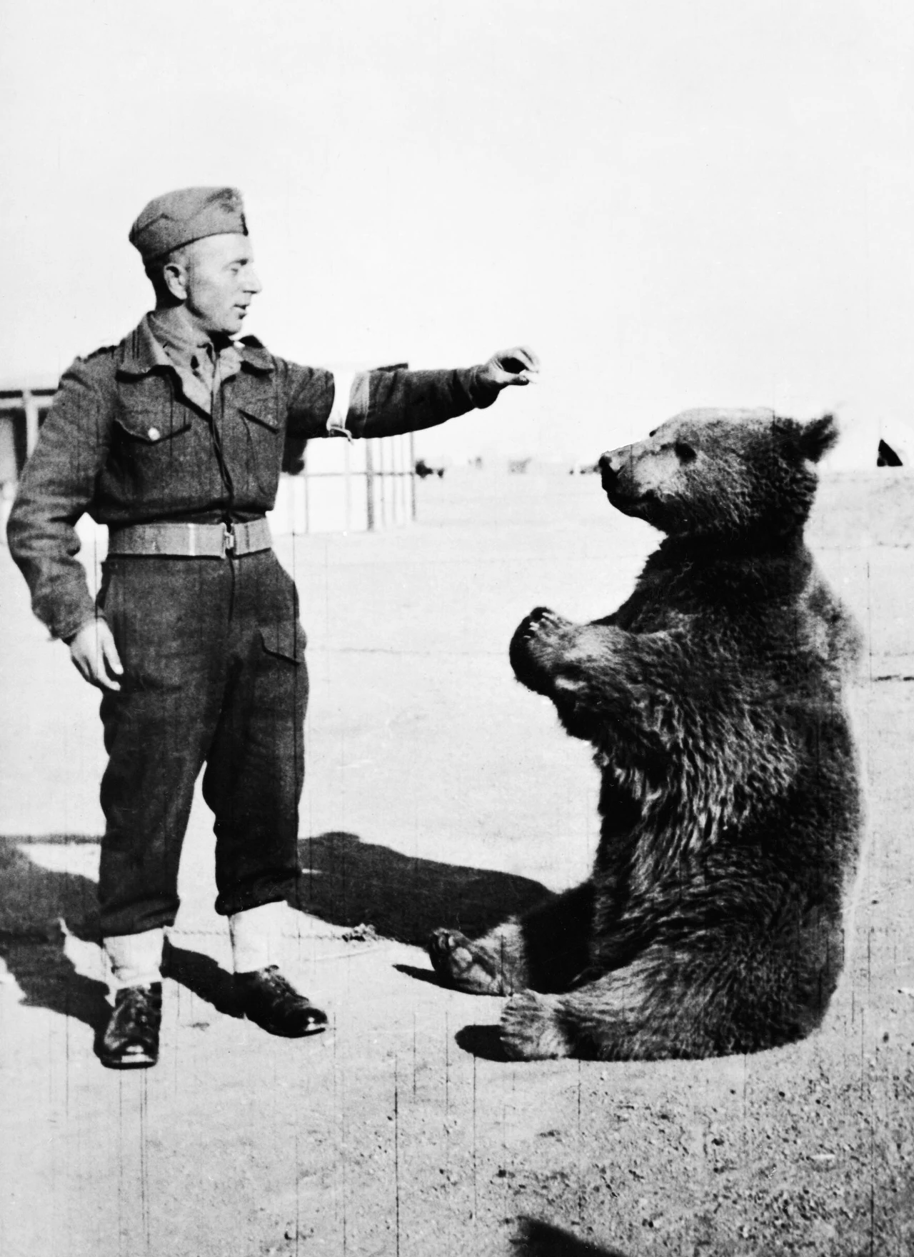 Miś Wojtek