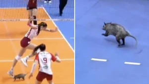 Kuriozalne sceny na meczu siatkarek. Kibice przecierali oczy ze zdziwienia