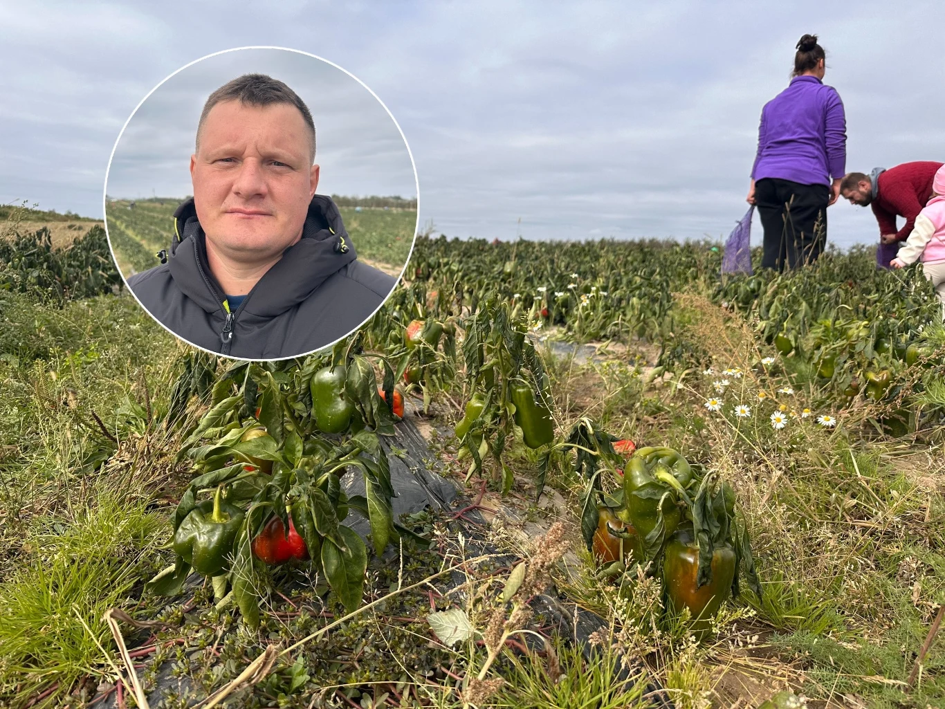 Rolnikom nie opłaca się zbierać papryki Papryki uprawiane na polu, w tle kilka osób pracuje przy zbiorach, z przodu wyraźne zbliżenie zdrowych oraz częściowo uschniętych roślin, w lewym górnym rogu okrągłe zdjęcie mężczyzny ubranej w kurtkę.