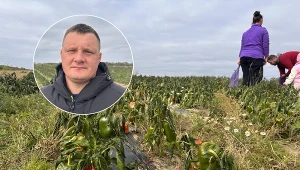 Rolnikom nie opłaca się zbierać papryki